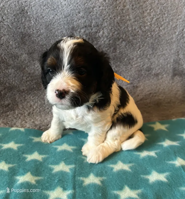 Yellow Collar Girl, a female Cavapoo for sale in Tempe, AZ – 1 of 4