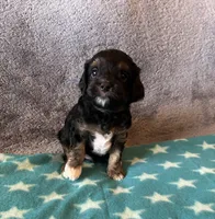 Blue collar Cavapoo Boy, a male Cavapoo for sale in Tempe, AZ – 3 of 4