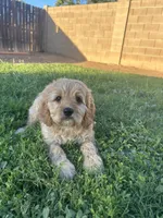 Boy 3 Cavapoo, a male Cavapoo for sale in Tempe, AZ – Photo 4 of 10