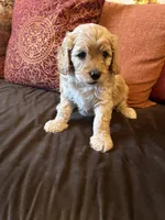 Boy 3 Cavapoo, a male Cavapoo for sale in Tempe, AZ – Photo 8 of 10