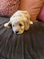 Boy 3 Cavapoo, a male Cavapoo for sale in Tempe, AZ – Photo 7 of 10