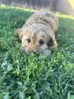 Boy 3 Cavapoo, a male Cavapoo for sale in Tempe, AZ – Photo 3 of 10