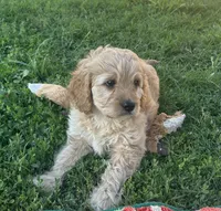Boy 3 Cavapoo, a male Cavapoo for sale in Tempe, AZ – Photo 2 of 10