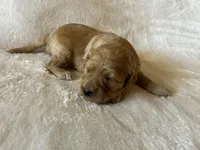 Boy 3 Cavapoo, a male Cavapoo for sale in Tempe, AZ – Photo 10 of 10