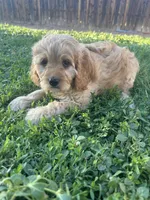 Boy 3 Cavapoo, a male Cavapoo for sale in Tempe, AZ – Photo 1 of 10