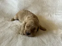 Boy 3 Cavapoo, a male Cavapoo for sale in Tempe, AZ – Photo 9 of 10