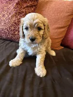 Boy 3 Cavapoo, a male Cavapoo for sale in Tempe, AZ – Photo 5 of 10