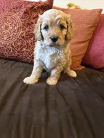 Boy 3 Cavapoo, a male Cavapoo for sale in Tempe, AZ – Photo 6 of 10
