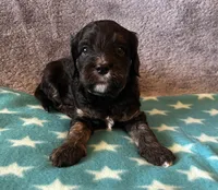Purple Collar Girl, a female Cavapoo for sale in Tempe, AZ – 2 of 5