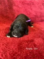 Jolli - purple collar, a female Cavapoo for sale in Tempe, AZ – Photo 4 of 4