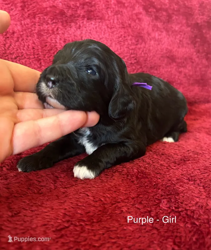 Jolli - purple collar