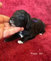 Jolli - purple collar, a female Cavapoo for sale in Tempe, AZ – Photo 1 of 4