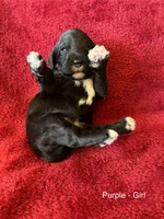 Jolli - purple collar, a female Cavapoo for sale in Tempe, AZ – Photo 2 of 4