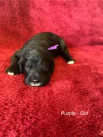 Jolli - purple collar, a female Cavapoo for sale in Tempe, AZ – Photo 3 of 4