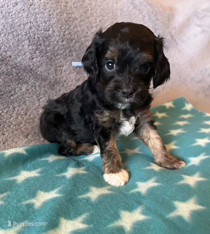Blue collar Cavapoo Boy, a male Cavapoo for sale in Tempe, AZ – 1 of 4