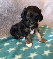 Blue collar Cavapoo Boy, a male Cavapoo for sale in Tempe, AZ – 1 of 4