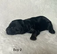 processed/04e95100-b98f-4140-8a0a-9d3972bedca3/listing/af69ac6d-2bb8-43bb-acce-c53fa3783d37/69f9a8ff-4850-4742-b91c-a74efe76742f