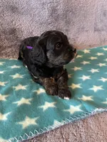 Purple Collar Girl, a female Cavapoo for sale in Tempe, AZ – 1 of 5