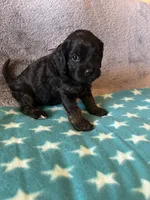 Pink Collar Girl, a female Cavapoo for sale in Tempe, AZ – 4 of 4