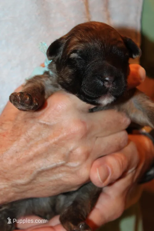 boy one – Bouvier des Flandres puppy for sale in Wildwood, MO