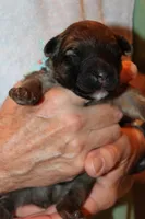 boy one, a male Bouvier des Flandres for sale in Wildwood, MO – 1 of 1