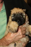FALL LItter, a  Bouvier des Flandres for sale in Wildwood, MO – Photo 2 of 6