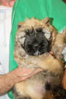 FALL LItter, a  Bouvier des Flandres for sale in Wildwood, MO – Photo 6 of 6