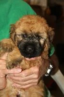 FALL LItter, a  Bouvier des Flandres for sale in Wildwood, MO – Photo 4 of 6