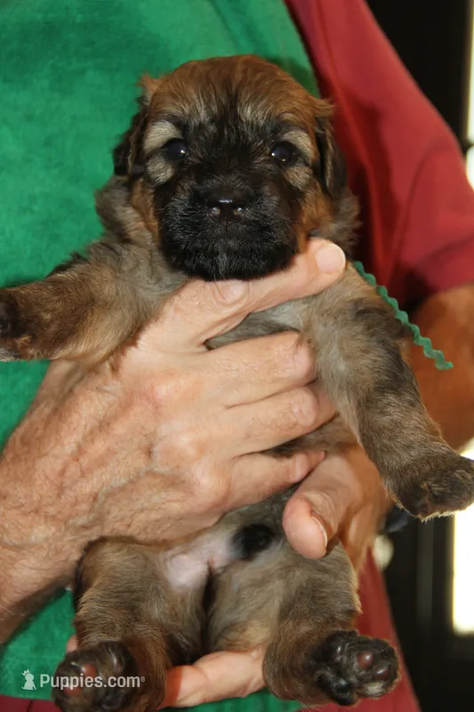 BRUISER – Bouvier des Flandres puppy for sale in Wildwood, MO