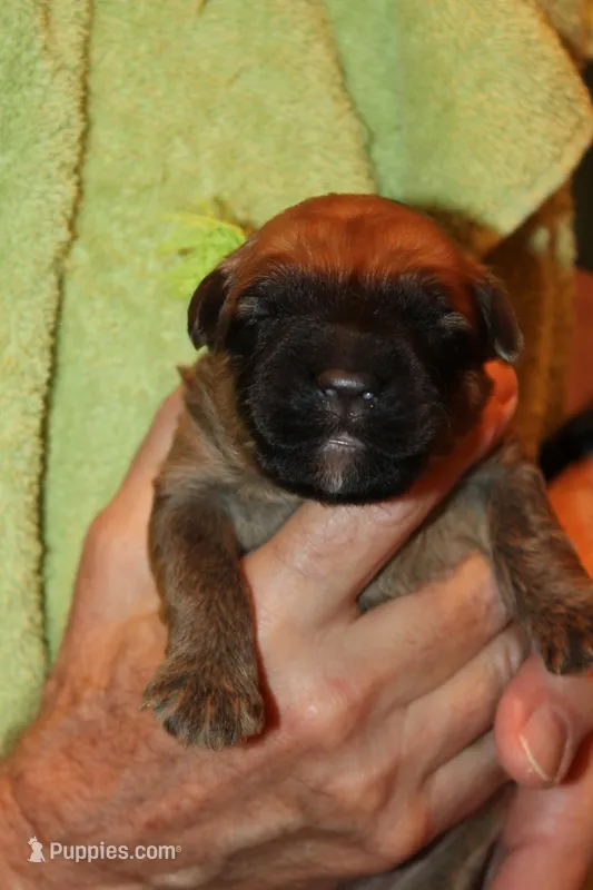 Green boy – Bouvier des Flandres puppy for sale in Wildwood, MO