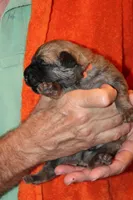 Orange Boy, a male Bouvier des Flandres for sale in Wildwood, MO – 1 of 1