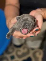 Frenchies, a female French Bulldog for sale in Fredericksburg, VA – 3 of 9