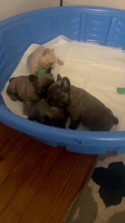 Frenchies, a female French Bulldog for sale in Fredericksburg, VA – 8 of 9
