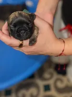 Miracle /Fluffy Frenchie, a female French Bulldog for sale in Fredericksburg, VA – 4 of 6