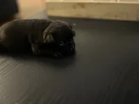 Frenchie, a male French Bulldog for sale in Fredericksburg, VA – 2 of 7