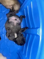 Ivy, a female French Bulldog for sale in Fredericksburg, VA – 5 of 6