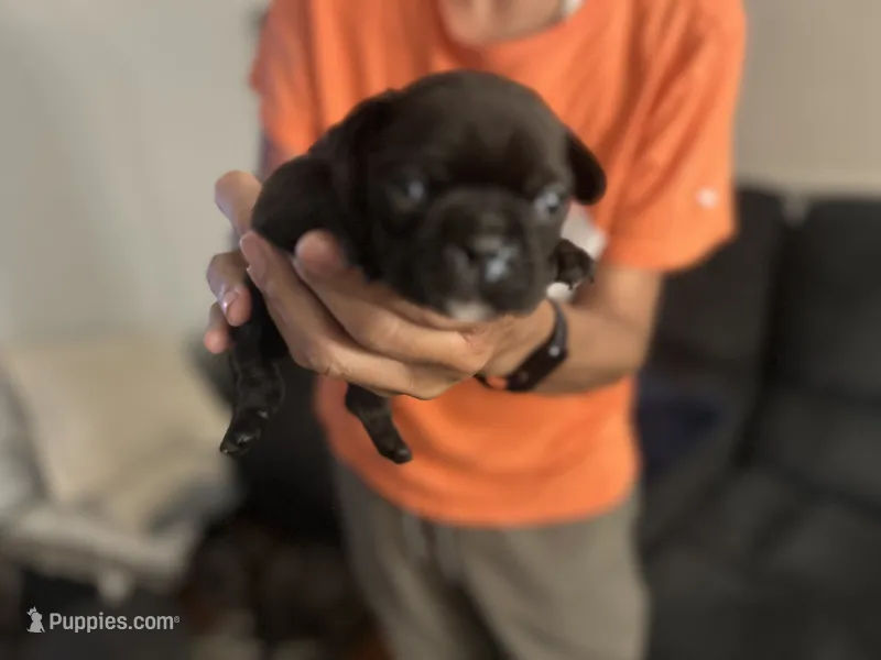 Frenchie – French Bulldog puppy for sale in Fredericksburg, VA