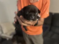 Frenchie, a male French Bulldog for sale in Fredericksburg, VA – 1 of 7