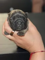 Frenchies, a female French Bulldog for sale in Fredericksburg, VA – 2 of 9
