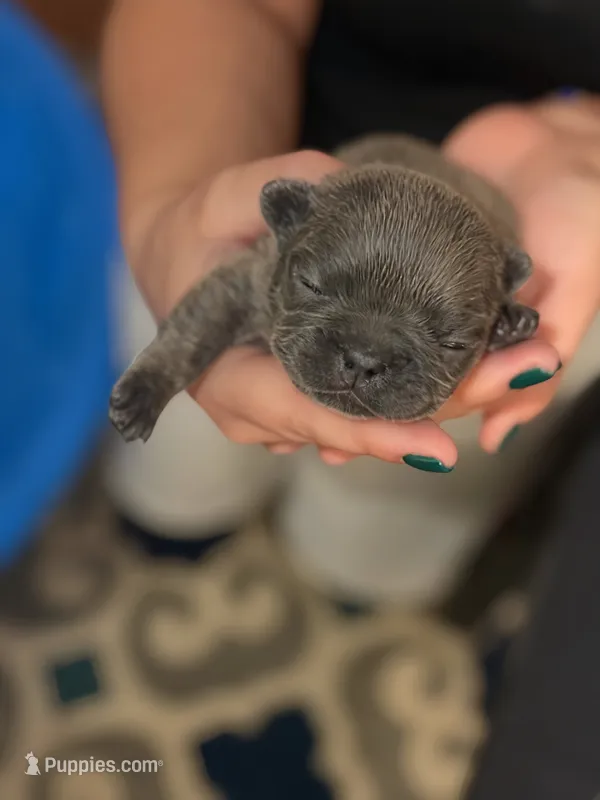 Blue – French Bulldog puppy for sale in Fredericksburg, VA