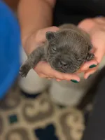 Blue, a male French Bulldog for sale in Fredericksburg, VA – 1 of 5
