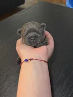Ivy, a female French Bulldog for sale in Fredericksburg, VA – 2 of 6