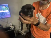 Frenchie, a male French Bulldog for sale in Fredericksburg, VA – 6 of 7