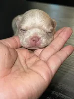 Snow, a female French Bulldog for sale in Fredericksburg, VA – 4 of 5