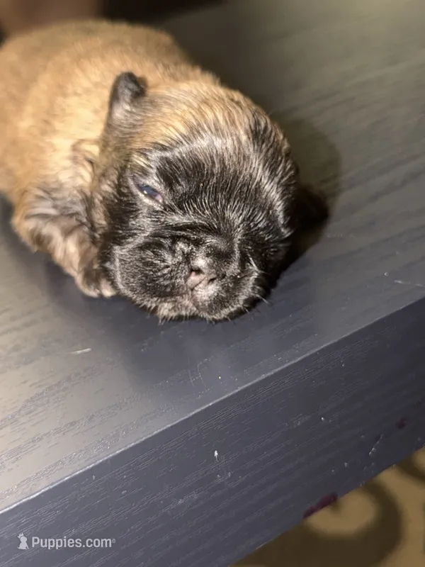 Miracle /Fluffy Frenchie – French Bulldog puppy for sale in Fredericksburg, VA