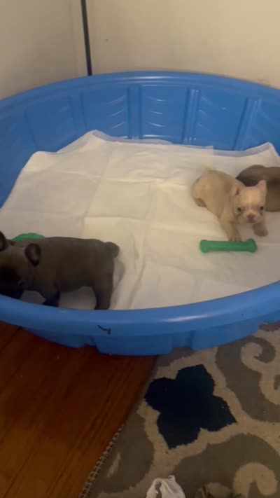 Blue, a male French Bulldog for sale in Fredericksburg, VA – 5 of 5