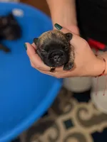 Miracle /Fluffy Frenchie, a female French Bulldog for sale in Fredericksburg, VA – 5 of 6