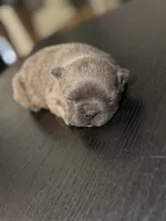 Frenchies, a female French Bulldog for sale in Fredericksburg, VA – 7 of 9