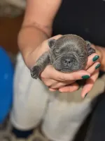Blue, a male French Bulldog for sale in Fredericksburg, VA – 4 of 5