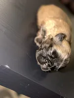 Miracle /Fluffy Frenchie, a female French Bulldog for sale in Fredericksburg, VA – 2 of 6